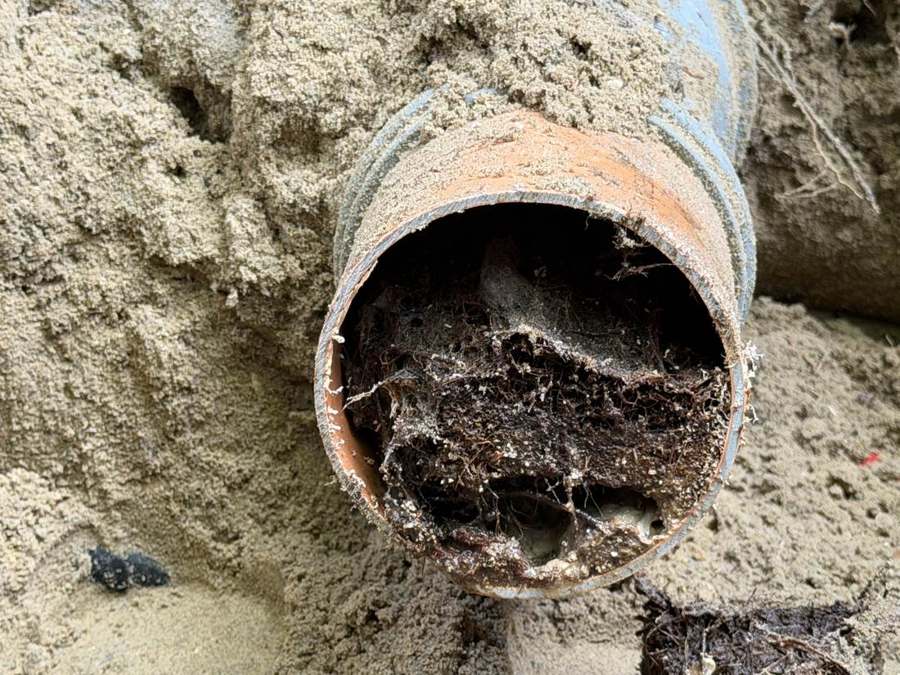 Boomwortels in een oude gresbuis
